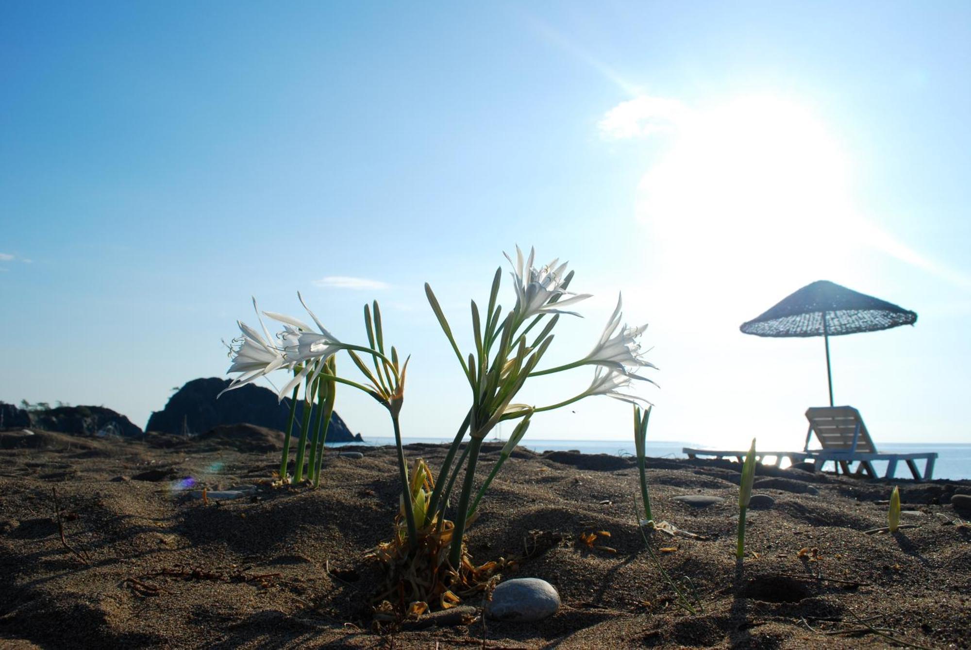 Ugur Pansiyon Bungalows Çıralı Exteriér fotografie